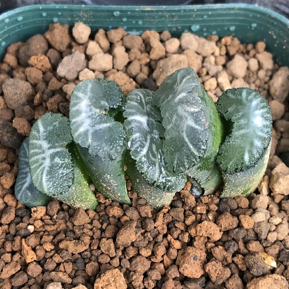 Amazon.co.jp: 【charm】（観葉植物）カット苗 韓国苗 ハオルチア 玉扇
